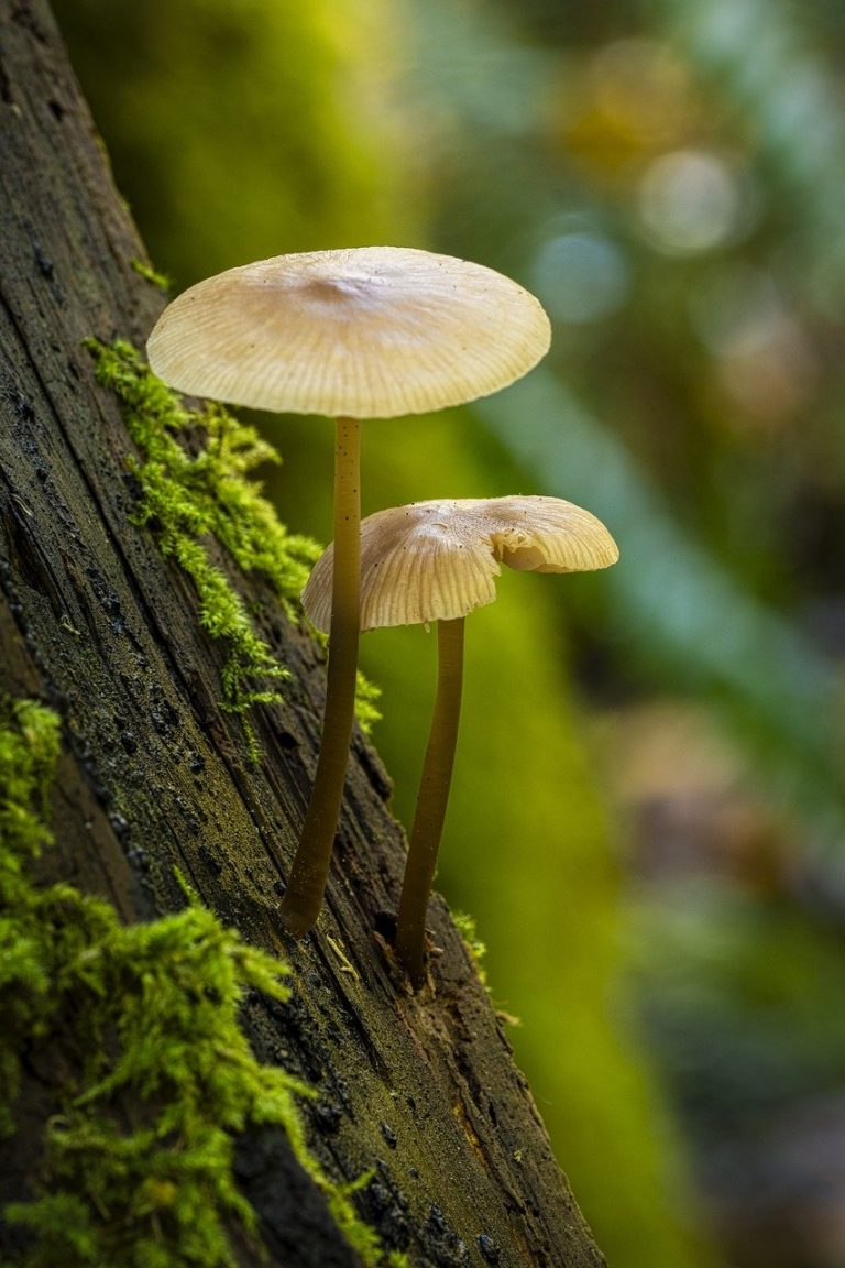 mushrooms fungi moss woods forest 8328101