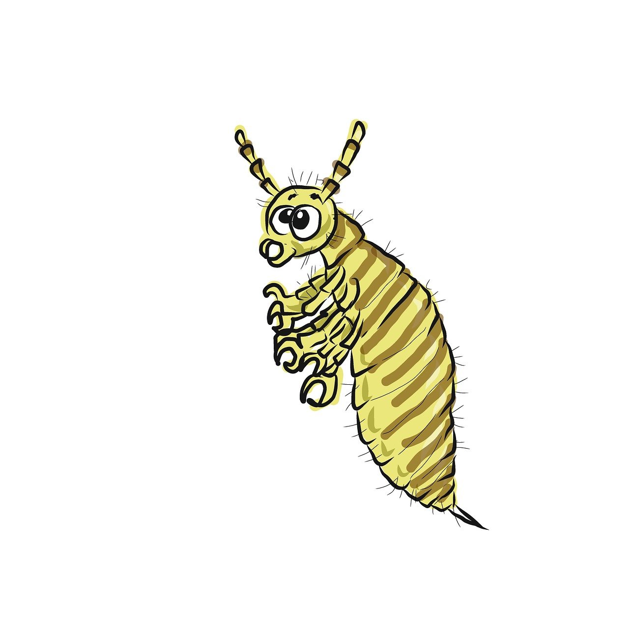 lice insect parasite 2285926